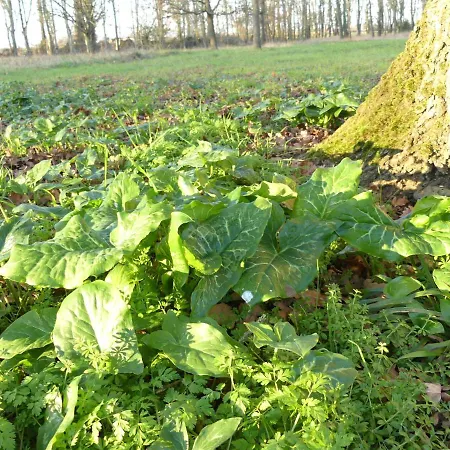 Demeure De Maugé Pensión 4*