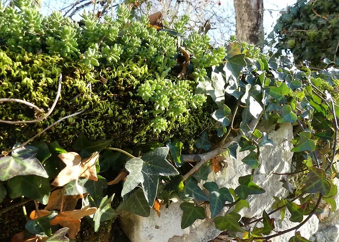 Demeure De Mauge Casa de hóspedes Saint-Leger-de-Montbrillais