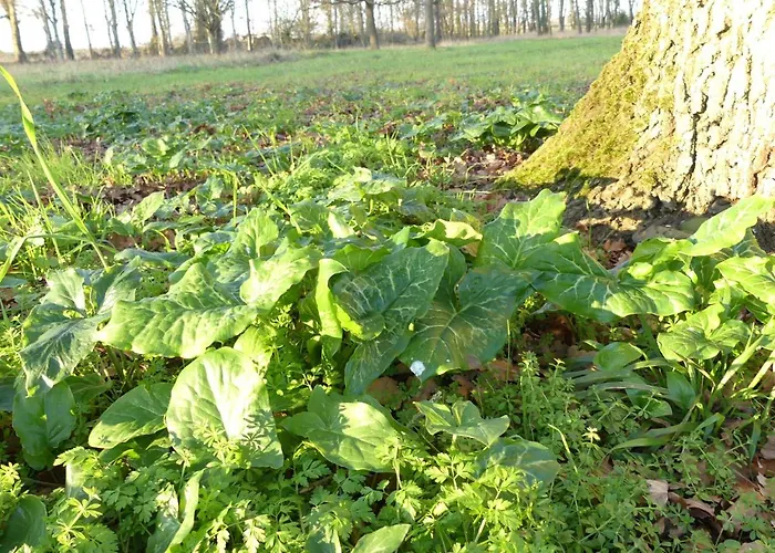 Demeure De Mauge Casa de hóspedes 4*